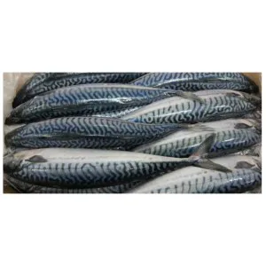 Mackerel Whole Round 10kg